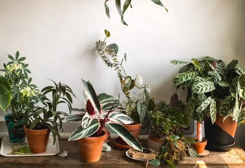 House Plants That Don’t Die Easily