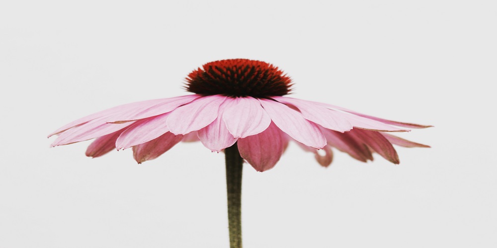 Fresh-Cut Flowers